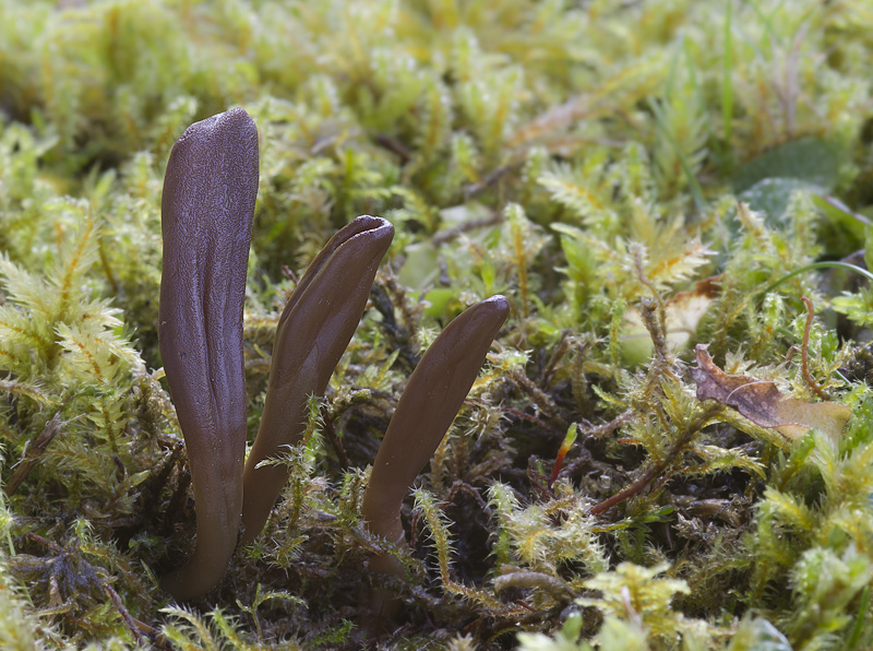 Microglossum rufescens